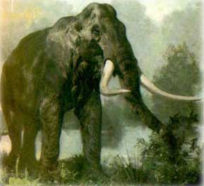 Great Southern Elephant