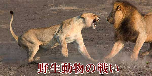 野生動物の戦い